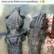 Αστεία εικόνα