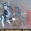 Αστεία εικόνα