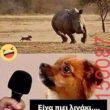Αστεία εικόνα