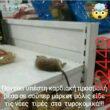 Αστεία εικόνα