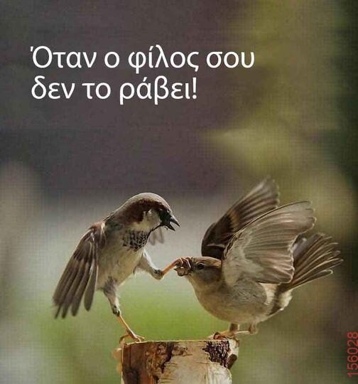 Αστεία εικόνα katharmata 2 – Ola rand FB