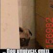 Αστεία εικόνα