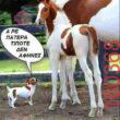 Αστεία εικόνα