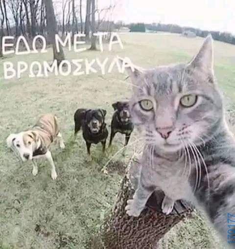100054039829152_949571240187528-Αστεία εικόνα-oxarosss