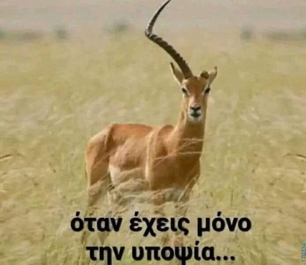 100083112073582_436128335834232_Αστεία εικόνα-Βουνα
