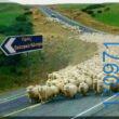 100083112073582_440389245408141_Αστεία εικόνα-Βουνα
