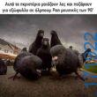 100083112073582_445443018236097_Αστεία εικόνα-Βουνα