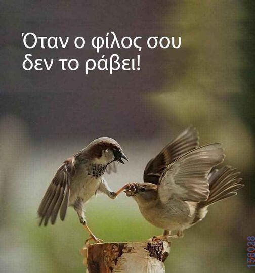 100083112073582_446671051446627_Αστεία εικόνα-Βουνα
