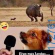 100083112073582_449257351187997_Αστεία εικόνα-Βουνα