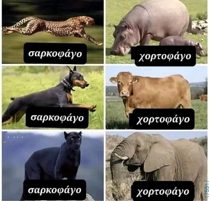 100054039829152_976143140863671-Αστεία εικόνα-oxarosss