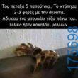 100054039829152_977790584032260-Αστεία εικόνα-oxarosss