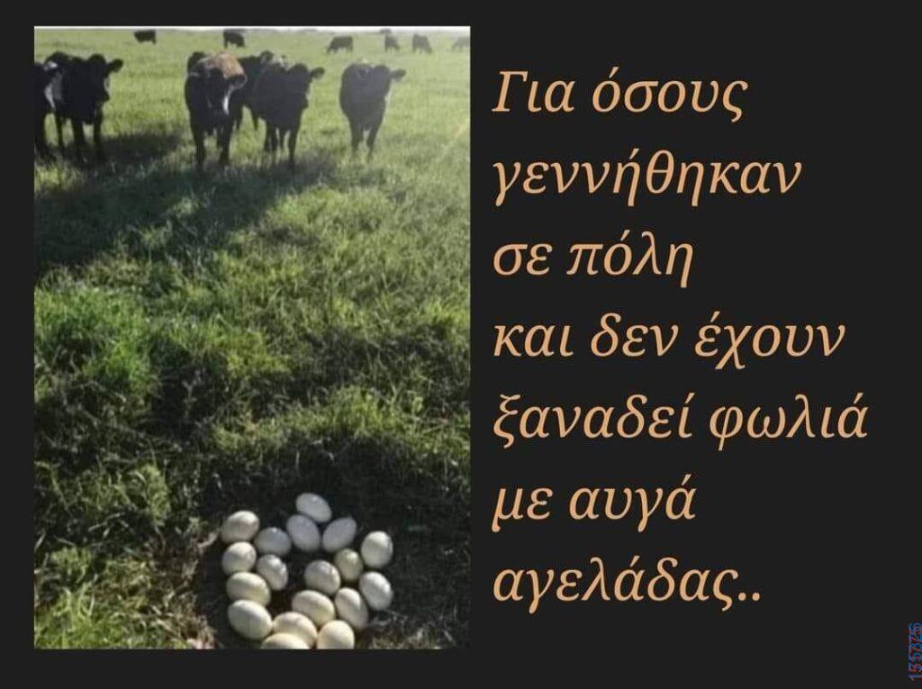 100083112073582_463546589759073_Αστεία εικόνα-Βουνα