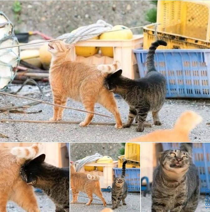 Αστεία εικόνα