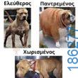 Αστεία εικόνα