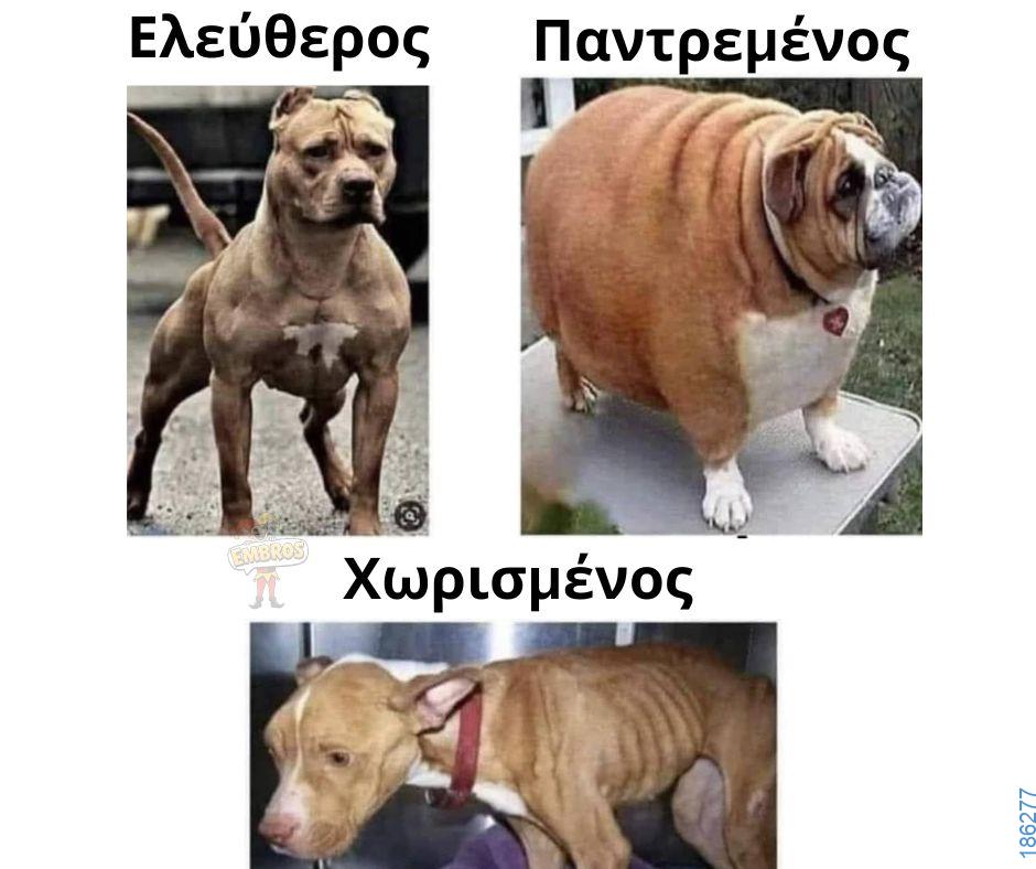 Αστεία εικόνα