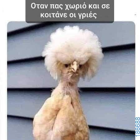 Αστεία εικόνα