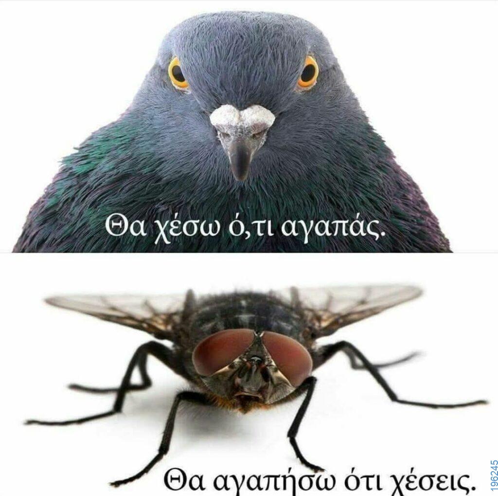 Αστεία εικόνα