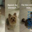 Αστεία εικόνα